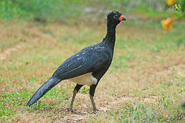 Red-billed Curassow