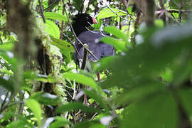 Salvin's Curassow