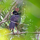Hocco de Spix