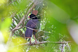 Crestless Curassow