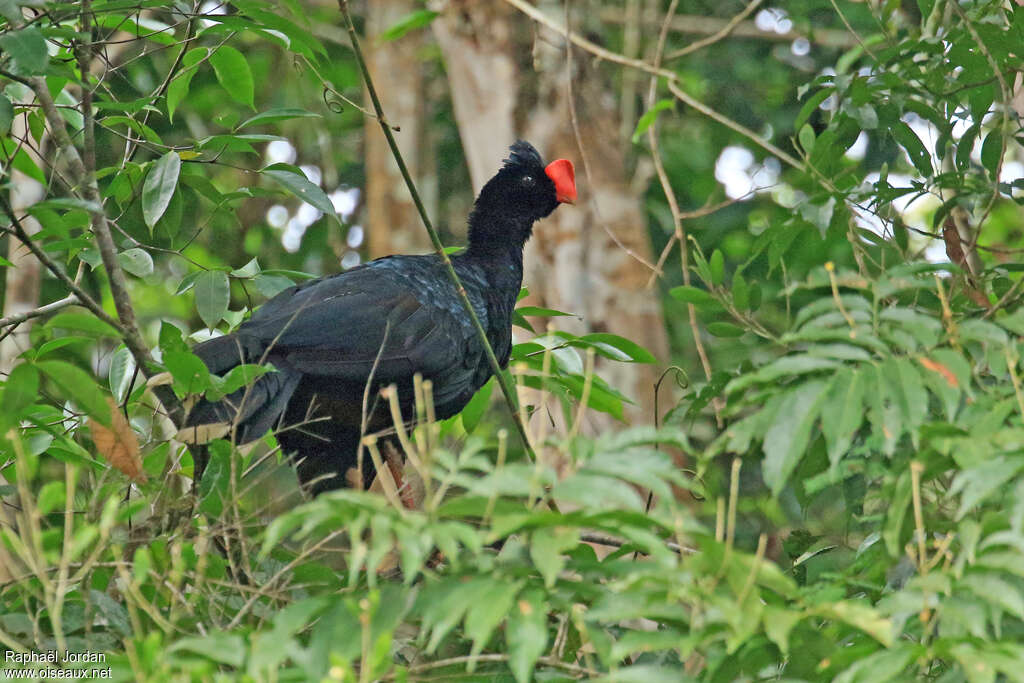 Razor-billed Curassowadult, habitat