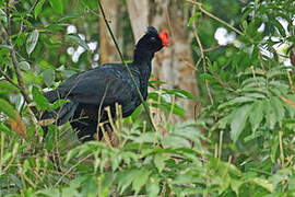 Razor-billed Curassow