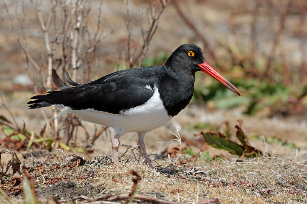 Magellanic Oystercatcheradult