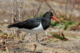 Magellanic Oystercatcher