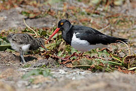 Magellanic Oystercatcher