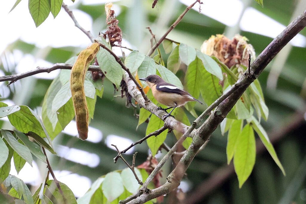 Hyliote à ventre jaune femelle