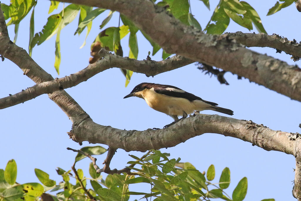 Southern Hyliota male adult