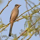 Hypocolius gris