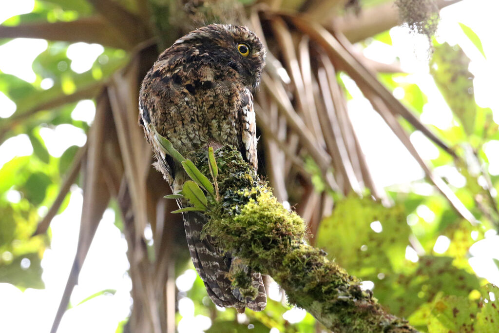 Andean Potoo