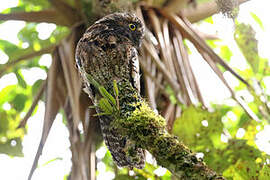 Andean Potoo