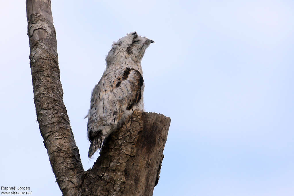 Northern Potoojuvenile, identification