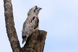 Northern Potoo