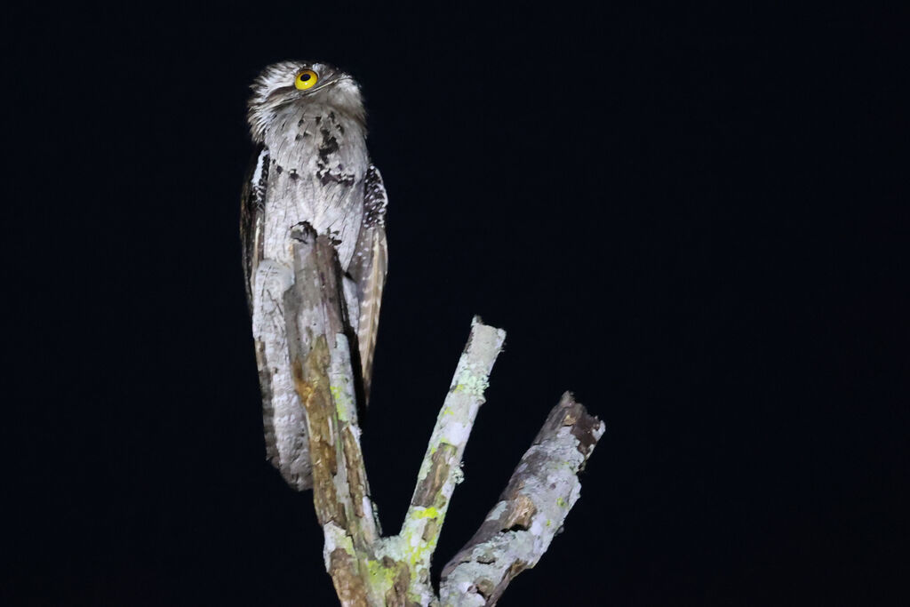 Northern Potoo