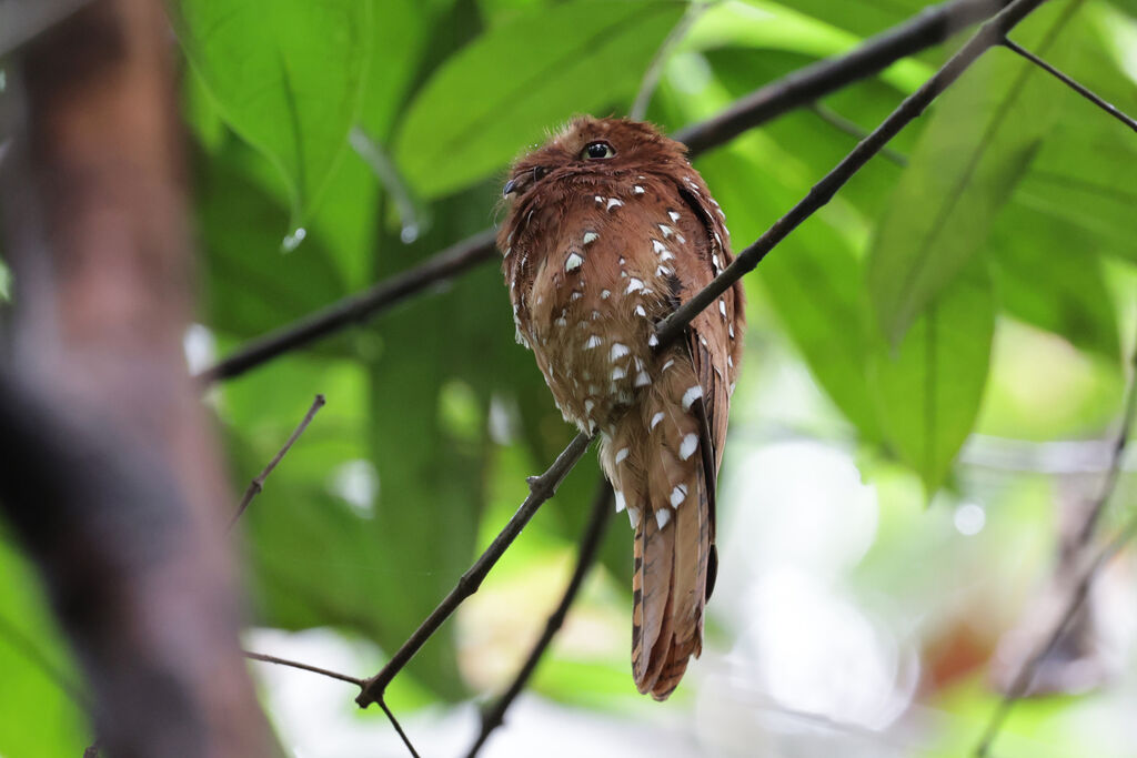 Rufous Potoo