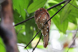 Rufous Potoo