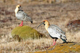 Black-faced Ibis