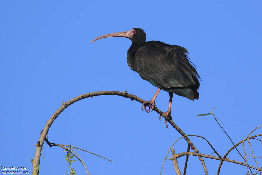 Ibis à face nueadulte, Comportement