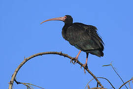 Bare-faced Ibis