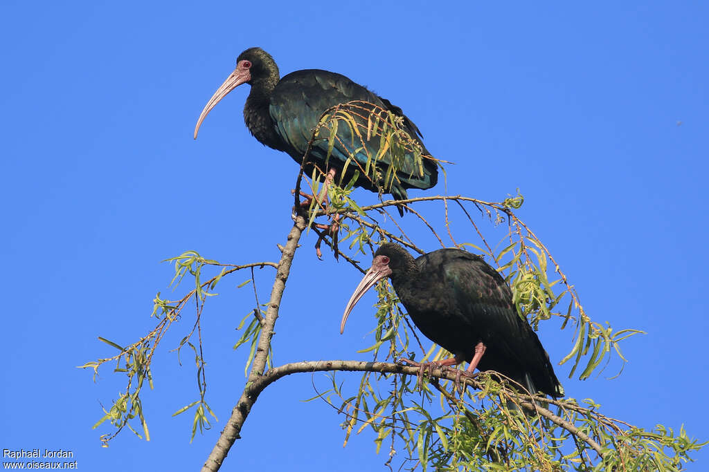 Bare-faced Ibisadult, Behaviour