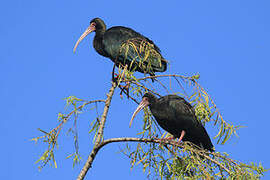 Bare-faced Ibis