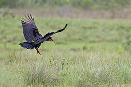 Sharp-tailed Ibis