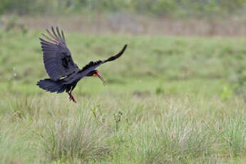 Ibis à queue pointue