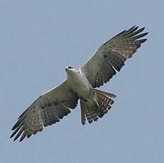 Aigle à ventre roux