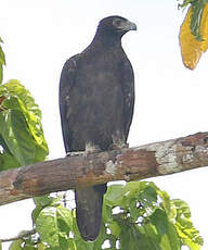 Aigle de Gurney