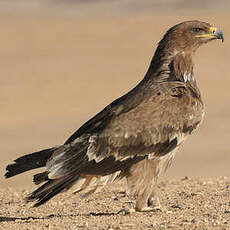 Aigle des steppes