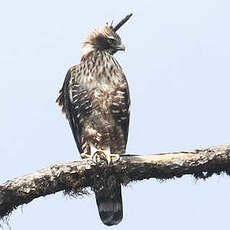 Aigle montagnard