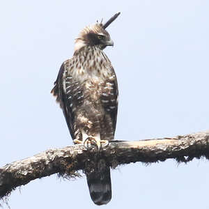 Aigle montagnard