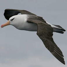 Albatros de l'île Campbell