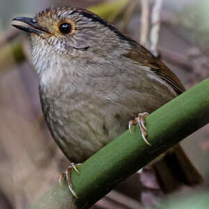 Alcippe de Gould