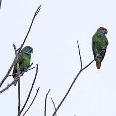 Amazone à sourcils rouges