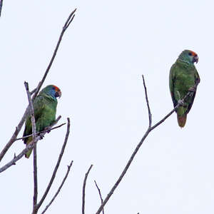 Amazone à sourcils rouges