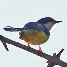 Apalis à ailes blanches