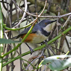 Apalis à col noir