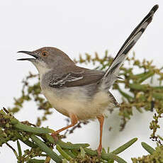 Apalis à front roux