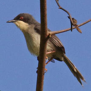 Apalis à tête noire