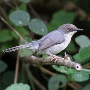 Apalis cendrée