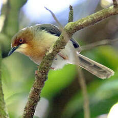 Apalis de Chapin