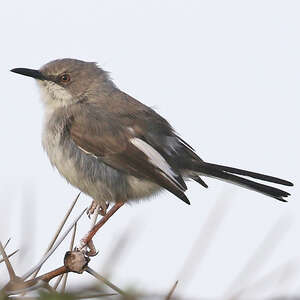 Apalis du Karamoja