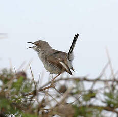 Apalis du Karamoja