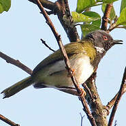 Apalis masquée