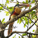 Araçari de Beauharnais