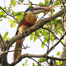 Araçari de Beauharnais
