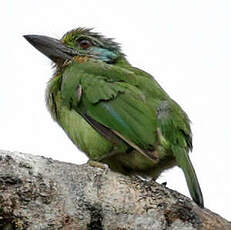 Barbu montagnard