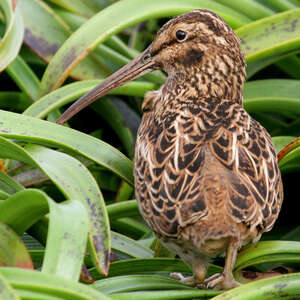 Bécassine d'Auckland