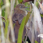 Bouscarle caqueteuse