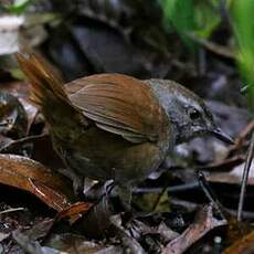 Bouscarle marron